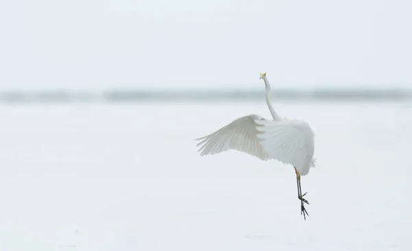 Oiseau survolant la surface de l'eau — Photo