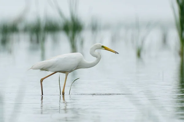 Héron marchant dans l'eau — Photo