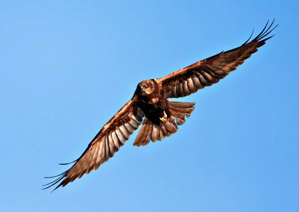 Falcão voando com asas abertas largas — Fotografia de Stock