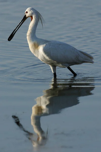 Oiseau marchant dans l'eau — Photo