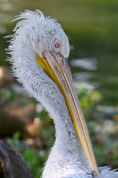 Gros plan Portrait de Pelican — Photo