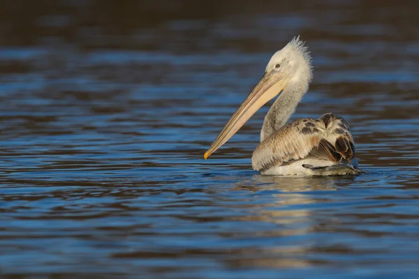 Pelikan schwimmt im Wasser — Stockfoto