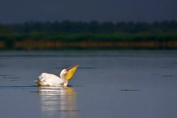 Pelikan schwimmt im Wasser — Stockfoto