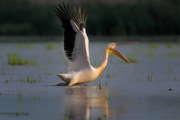 Pelikan schwimmt im Wasser — Stockfoto