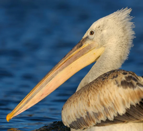 Pelikan schwimmt im Wasser — Stockfoto