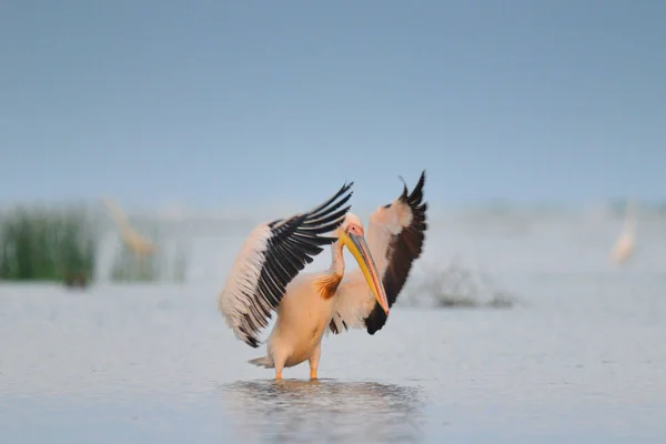 Pelican marche dans l'eau — Photo