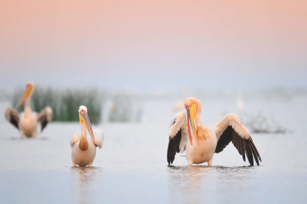 Кучка пеликанов ходит по воде — стоковое фото