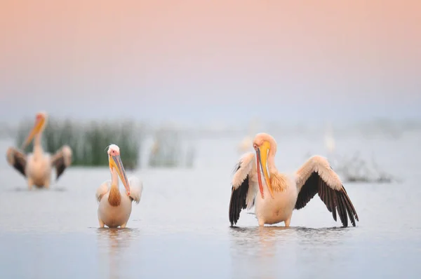 Pelikane laufen im Wasser — Stockfoto