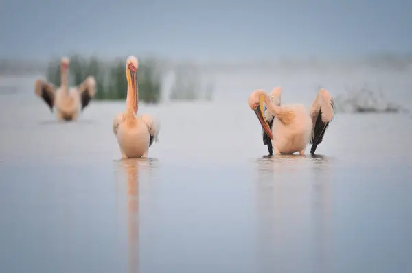Кучка пеликанов ходит по воде — стоковое фото