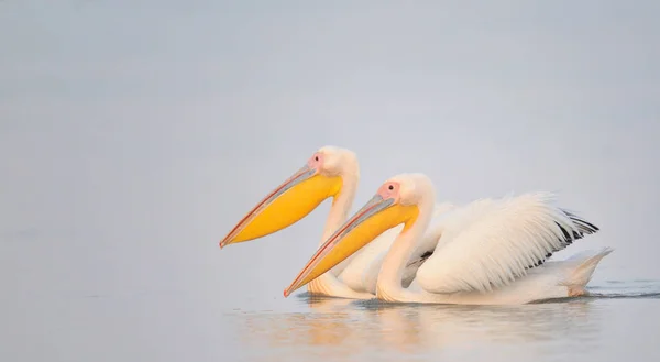 Pelikane treiben im Wasser — Stockfoto