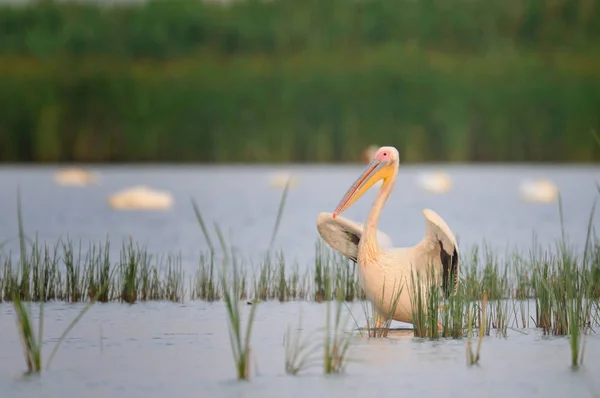 Pelikan läuft im Wasser — Stockfoto