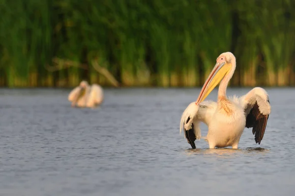 Пеликан, гуляющий в воде — стоковое фото