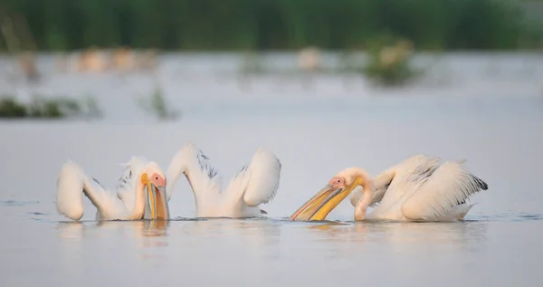 Pelikane treiben im Wasser — Stockfoto