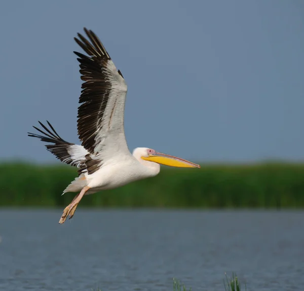 Side view of flying pelican