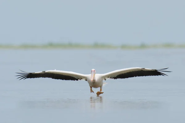 Pelican aterrizaje en el agua —  Fotos de Stock
