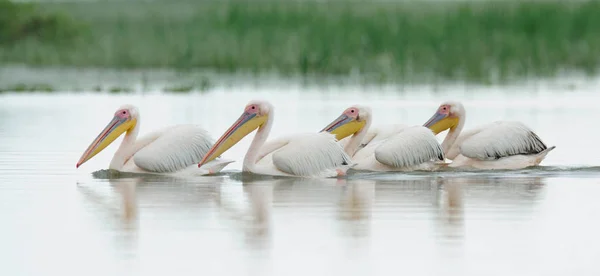 Pelikane treiben im Wasser — Stockfoto