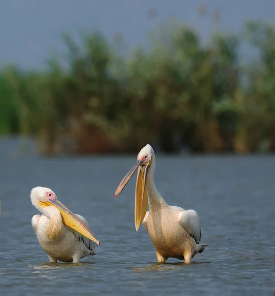 Pelikane laufen im Wasser — Stockfoto