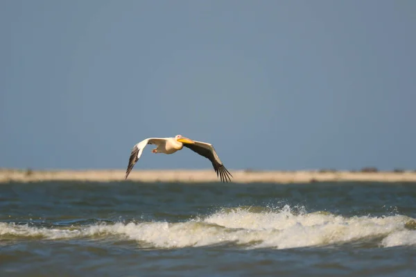 Пелікан летить над поверхнею води — стокове фото