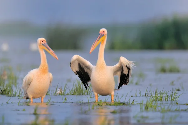 Pelikane laufen im Wasser — Stockfoto