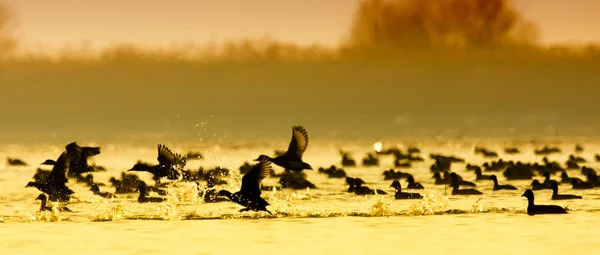 Кряквы летают и плавают — стоковое фото
