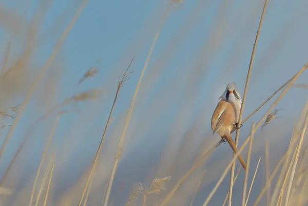 Kleine vogel op tallgrass stengels — Stockfoto