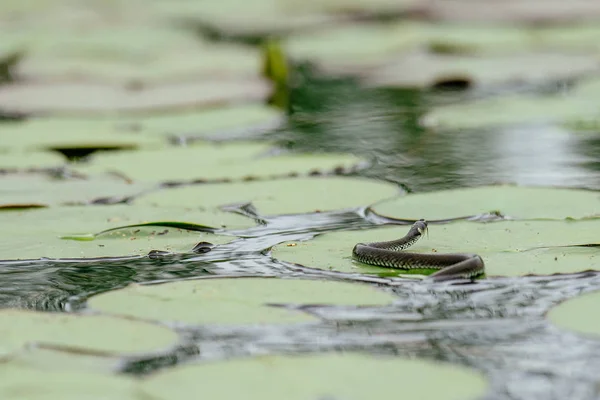 Snake crawling on river plants