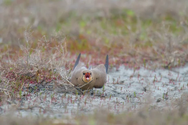 Vogeltje schreeuwen op grond — Stockfoto