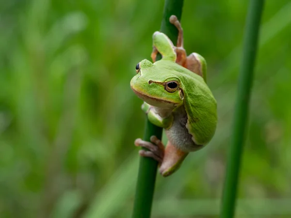 Çimen sapı üzerinde tutarak kurbağa