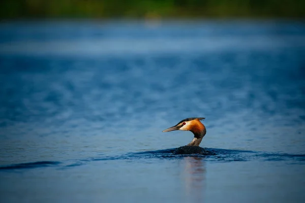 Pássaro flutuando na superfície da água — Fotografia de Stock