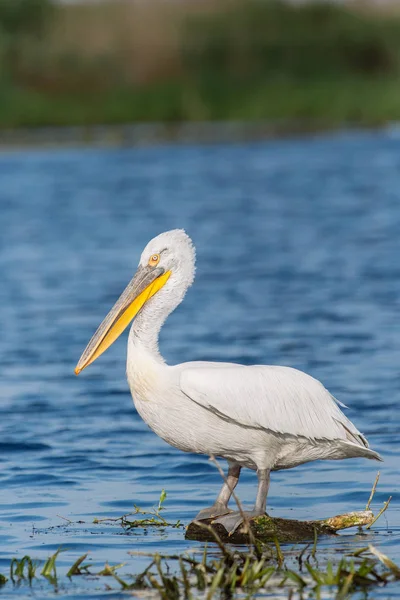 Pelican debout sur la roche dans l'eau — Photo