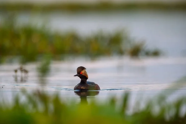 Vogel schwimmt auf Wasseroberfläche — Stockfoto