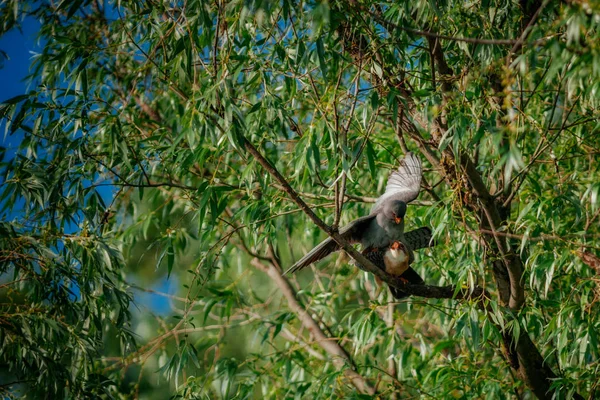 Twee vogels op boomtak — Stockfoto