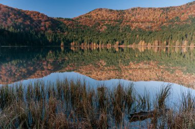 göl ve ağaçlar kıyısında