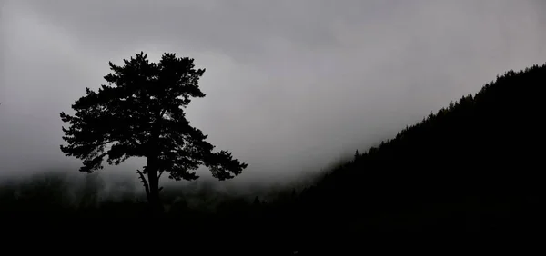 Silhouette dell'albero nella nebbia — Foto Stock