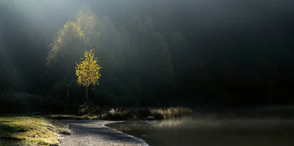 ağaçlar güneş ışığı altında göl kıyısında