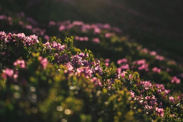 alan üzerinde pembe çiçekler