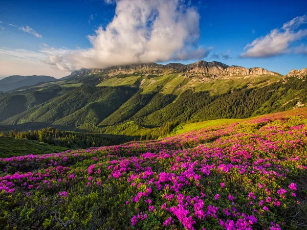 tepelerde çiçekler alanları