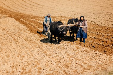 Üst düzey çift ve boyunduruğu çalışma boğa