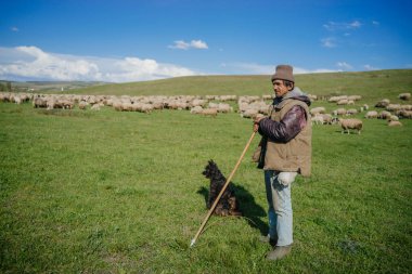 Koyun shepherding şapkalı adam