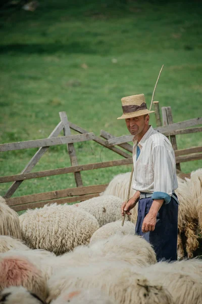 Homem de chapéu pastoreando ovelhas — Fotografia de Stock