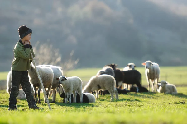 Menino de chapéu pastoreando ovelhas — Fotografia de Stock