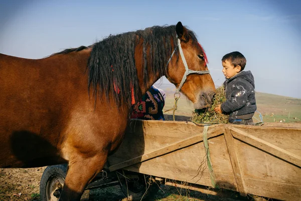 Ragazzo che nutre cavallo con erba — Foto Stock