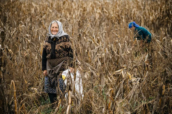 Donne anziane che raccolgono fieno in sacchi — Foto Stock