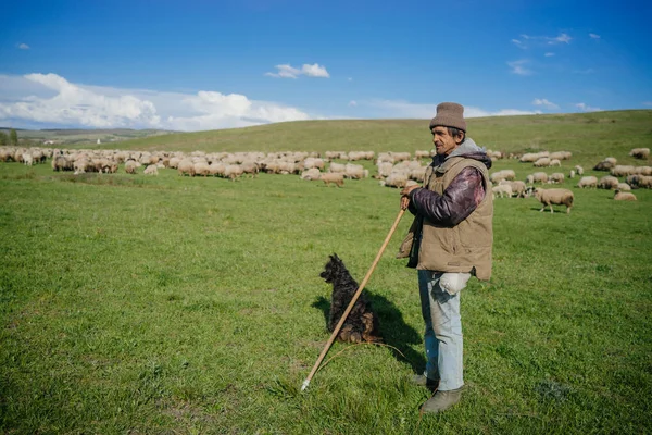 Muž v klobouku dohlížet ovce — Stock fotografie
