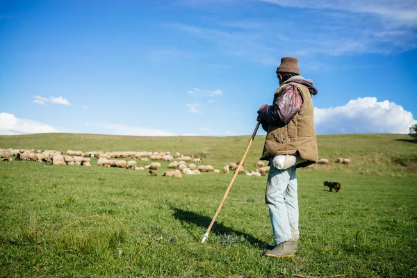 Man in hat schaapsherder schapen — Stockfoto