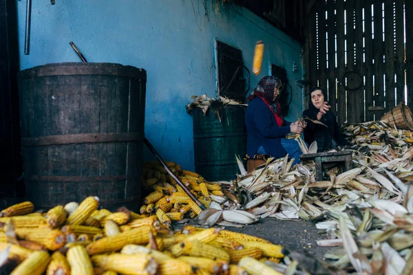 Två kvinnor peeling majs skörda — Stockfoto