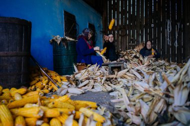 Üst düzey kadın ahırda Mısır soyma