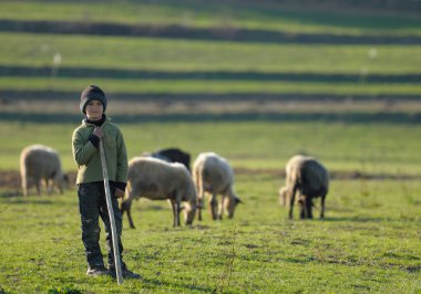 Koyun shepherding şapkalı çocuk