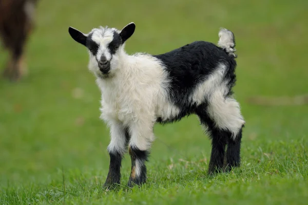 Lilla lamm på grönt fält — Stockfoto
