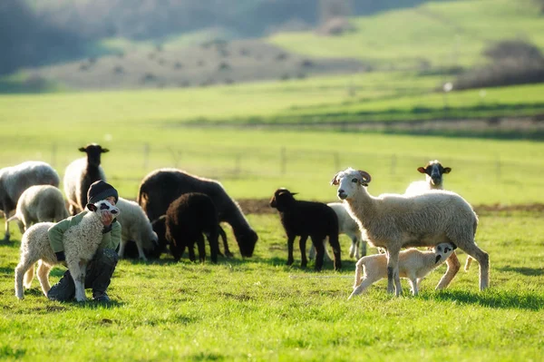 Pasoucí se ovce na poli — Stock fotografie